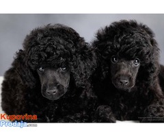 Crna Patuljasta/ Toy pudla štenad na prodaju - Fotografija 3/8