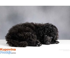 Crna Patuljasta/ Toy pudla štenad na prodaju - Fotografija 7/8