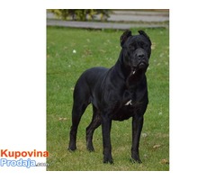 CANE CORSO stenci na prodaju - Fotografija 6/8