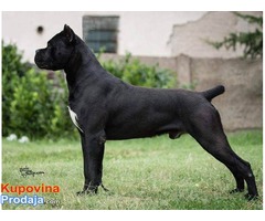 CANE CORSO stenci na prodaju - Fotografija 7/8