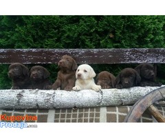 Labrador retriver čokoladni štenci - Fotografija 2/5
