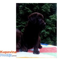 Labrador retriver čokoladni štenci - Fotografija 4/5