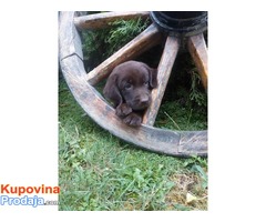 Labrador retriver čokoladni štenci - Fotografija 5/5