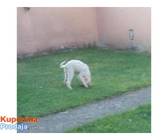 Lagoto Romagnolo, štenci - Fotografija 3/10