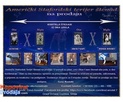 Američki Stafordski Terijer štenad na prodaju - Fotografija 3/10