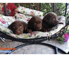 Labrador retriver stenci braon boje - Fotografija 1/4