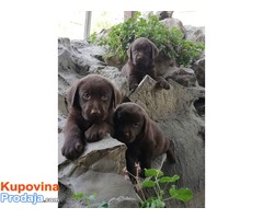 Labrador retriver stenci braon boje - Fotografija 2/4