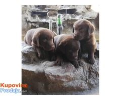 Labrador retriver stenci braon boje - Fotografija 3/4