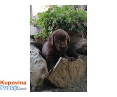 Labrador retriver stenci braon boje - Fotografija 4/4