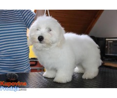 Coton de Tulear stenci prelepi - Fotografija 5/9