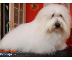 Coton de Tulear stenci prelepi - Fotografija 8/9