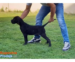 Akcija zbog hitne prodaje CANE CORSO - Fotografija 1/7