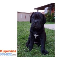 Akcija zbog hitne prodaje CANE CORSO - Fotografija 5/7