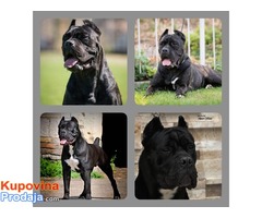 Akcija zbog hitne prodaje CANE CORSO - Fotografija 6/7