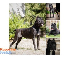 Akcija zbog hitne prodaje CANE CORSO - Fotografija 7/7