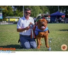 BORDOSKA DOGA - vrhunski muzjak za PARENJE - Fotografija 2/8