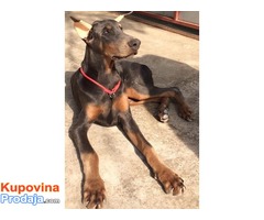 Doberman štenci, dve plave ženke - Fotografija 1/6