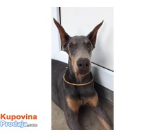 Doberman štenci, dve plave ženke - Fotografija 3/6