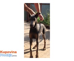 Doberman štenci, dve plave ženke - Fotografija 5/6