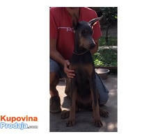 Doberman štenci, dve plave ženke - Fotografija 6/6