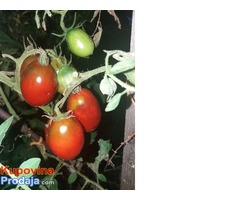 Black truffle Paradajz seme Black truffle Paradajz seme