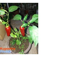 Jalapeno cracked chili seme Jalapeno cracked chili seme