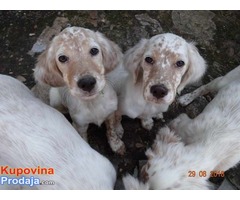 Engleski seter štenci oranž-beli - Fotografija 4/10