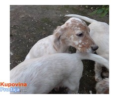 Engleski seter štenci oranž-beli - Fotografija 9/10