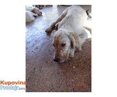Engleski seter štenci oranž-beli - Fotografija 10/10