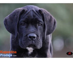 CANE CORSO - veoma kvalitetno leglo - Fotografija 1/10