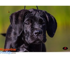 CANE CORSO - veoma kvalitetno leglo - Fotografija 3/10