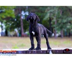 CANE CORSO - veoma kvalitetno leglo - Fotografija 4/10