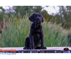 CANE CORSO - veoma kvalitetno leglo - Fotografija 6/10