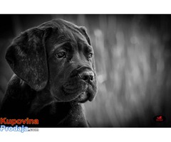 CANE CORSO - veoma kvalitetno leglo - Fotografija 8/10