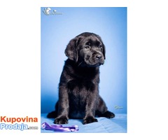 LABRADOR RETRIVER stenci izlozbenog potencijala - Fotografija 1/4