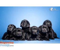LABRADOR RETRIVER stenci izlozbenog potencijala - Fotografija 2/4