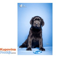 LABRADOR RETRIVER stenci izlozbenog potencijala - Fotografija 3/4