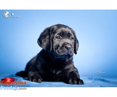 LABRADOR RETRIVER stenci izlozbenog potencijala - Fotografija 4/4