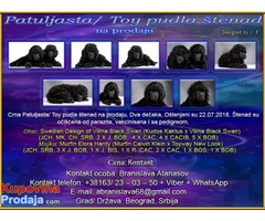 Crna Patuljasta/ Toy pudla štenad na prodaju - Fotografija 1/9