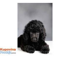 Crna Patuljasta/ Toy pudla štenad na prodaju - Fotografija 7/9