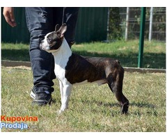 BOSTON TERRIER - stene i muzjaci za parenje - Fotografija 2/3