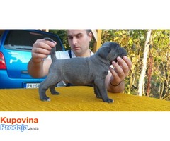 Cane corso mužjaci izložbenog potencijala - Fotografija 2/10