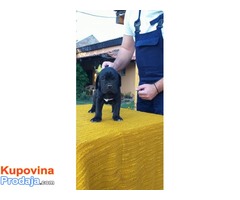 Cane corso mužjaci izložbenog potencijala - Fotografija 4/10