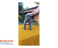 Cane corso mužjaci izložbenog potencijala - Fotografija 5/10