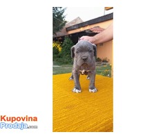 Cane corso mužjaci izložbenog potencijala - Fotografija 6/10