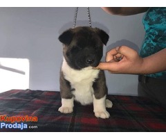 Američka akita prelepi štenci - Fotografija 3/10