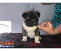 Američka akita prelepi štenci - Fotografija 6/10