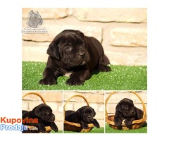 Stenci Cane Corso vrhunske krvne linije - Fotografija 2/7