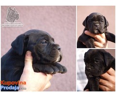 Stenci Cane Corso vrhunske krvne linije - Fotografija 3/7