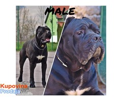 Stenci Cane Corso vrhunske krvne linije - Fotografija 4/7